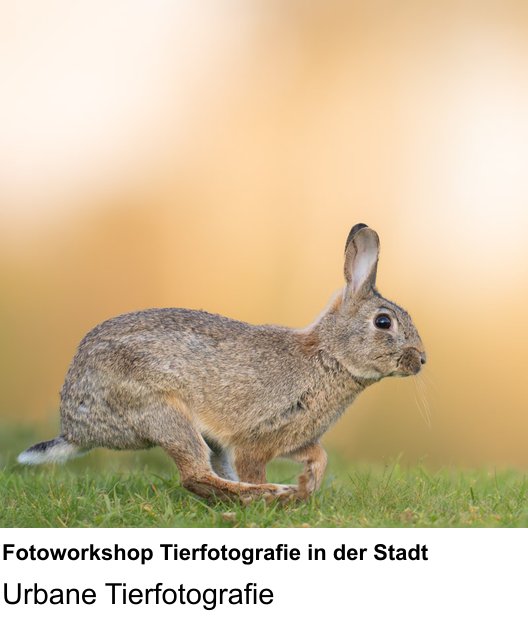 Fotografie lernen in Wolfsburg: Fotoworkshop Tierfotografie in der Stadt – Urbane Tierfotografie