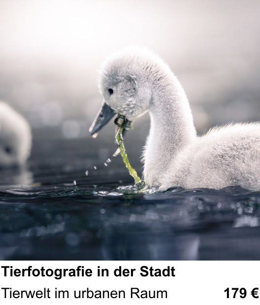 Fotografie lernen in Wolfsburg: Tierfotografie in der Stadt – Tierwelt im urbanen Raum