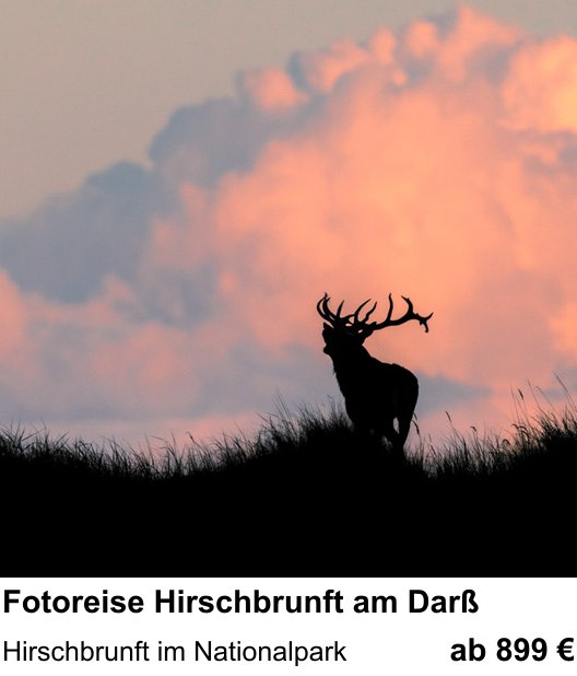 Erlebnisreicher Fotoworkshop – Fotoreise Hirschbrunft am Darß und Hirschbrunft im Nationalpark