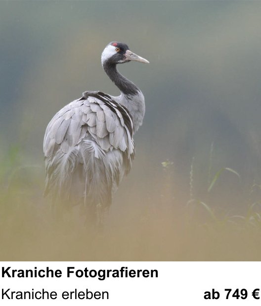 Erlebnisreicher Fotoworkshop – Kraniche Fotografieren und Kraniche erleben