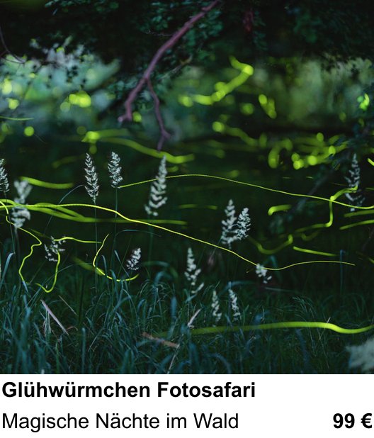 Erlebnisreicher Fotoworkshop – Glühwürmchen Fotosafari und Magische Nächte im Wald