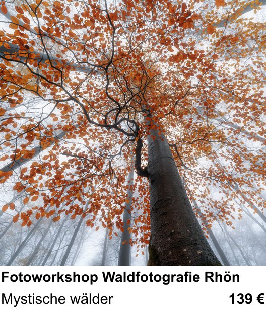 Erlebnisreicher Fotoworkshop – Fotoworkshop Waldfotografie Rhön und Mystische wälder