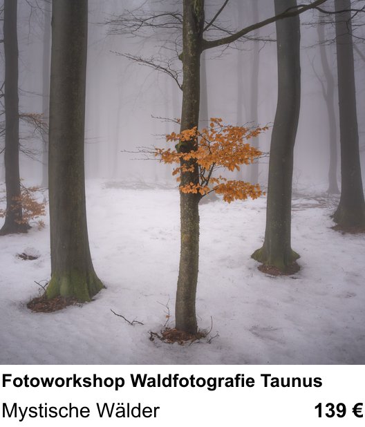 Erlebnisreicher Fotoworkshop – Fotoworkshop Waldfotografie Taunus und Mystische Wälder
