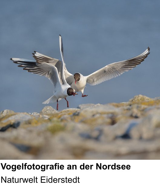Erlebnisreicher Fotoworkshop – Fotoreise zur Vogelwelt Eiderstedts und Naturwelt Eiderstedt