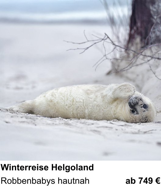 Erlebnisreicher Fotoworkshop – Winterliche Tierfotografie auf Helgoland und Robbenbabys hautnah