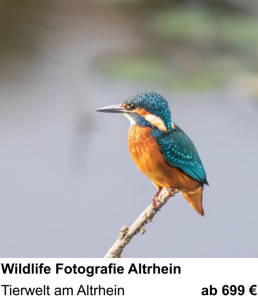 Erlebnisreicher Fotoworkshop – Wildlife Fotografie Altrhein und Tierwelt am Altrhein