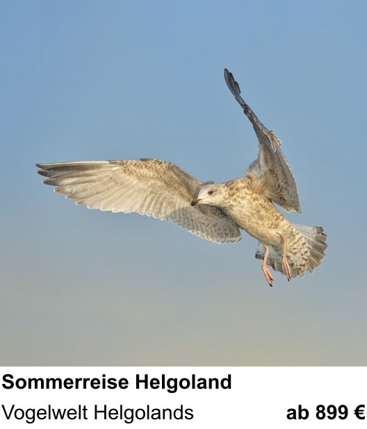 Erlebnisreicher Fotoworkshop – Küsten- und Vogelfotografie auf Helgoland und Vogelwelt Helgolands